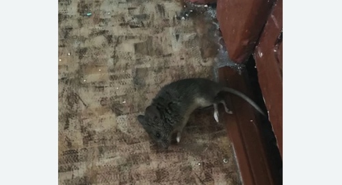 Дезинфекция от мышей в Южном Орехово-Борисово города Москвы